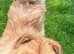 Beautiful female chow pure bred kc registered