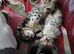 Bengal Kittens: Princess, Hunter & Friend