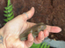 6 Whites Tree Frogs and XL vivarium