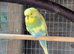 2 young adult budgies