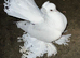 Male omski pigeon for sale