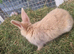 Baby Lionheads