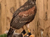 Male Harris Hawk