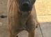Urgently needed to rehome
