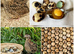 Quail Hens Point of Lay