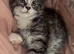 Beautiful Maine coon x British shorthair kittens for sale