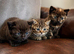 Persian Cross Kittens for Sale
