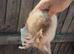 Working Jill ferret for sale