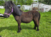 Standard shetland yearling colt