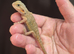 Baby bearded dragons