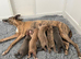 Whippet x Italian Greyhound