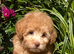 2 Left!! Stunning Labradoodles (Mini) From Health tested parents - READY NOW!!