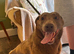 Female Labrador for sale