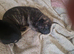 Puppys