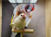 White Java finches