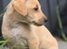 KC registered Yellow working type labrador puppies