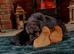 3/4 Poodle Puppies