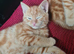 2 ginger kittens