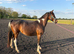 Minimally marked filly