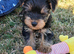 Yorkshire terrier puppies