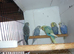 Baby budgies ready for new homes