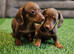 For sale mini dachshunds puppies