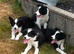 Beautiful Border Collie Puppies For Sale