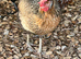 5 hybrid hens for sale