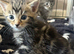 4 beautiful fluffy kittens