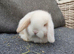 Beautiful mini lops to reserve