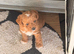 Sporting Lucas terrier cross toy poodle