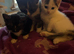3 kittens