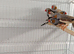 2026 zebra finches