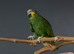 Orange Winged Amazon,22