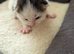 Kittens bengal cross