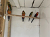 Stanley rosellas
