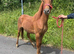 Gelding pony