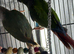 Baby&rsquo;s green cheek conure