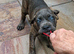 ICCF 8th gen pedigree Cane Corso (ready to leave)