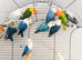 Beautiful young lovebirds for sale.