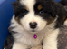 Australian Shepherd 8 weeks puppies