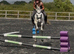 14hh gelding