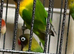 Baby black Masked lovebirds