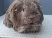 Gorgeous guinea pigs sows rare breeds