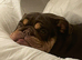 Loving Home Needed for Loyal 3 Year Old Female Dog