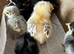 Hand reared chicks and chickens