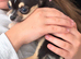 Chihuahua puppies