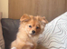 Pomchi age 6 months for sale- Charlie