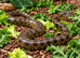GREEN ANACONDAS