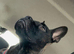 Staff x frenchy experienced home only